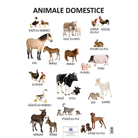 Plansa - Animale domestice