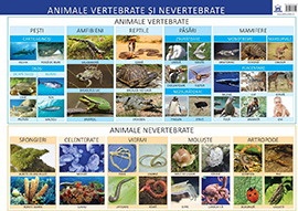 Animale vertebrate si nevertebrate